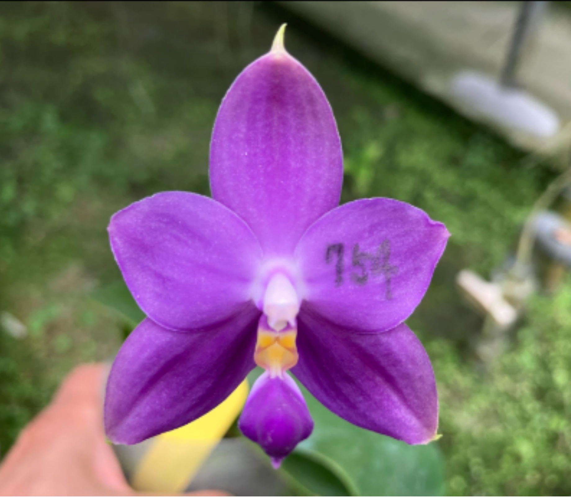 Phalaenopsis violacea var. indigo ‘Blue-violet’ (Mericlone) Main image