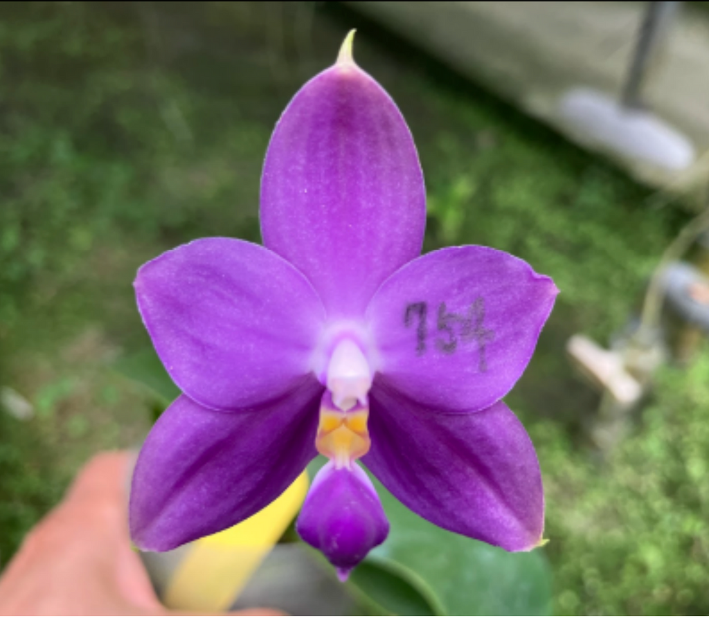 Phalaenopsis violacea var. indigo ‘Blue-violet’ (Mericlone)