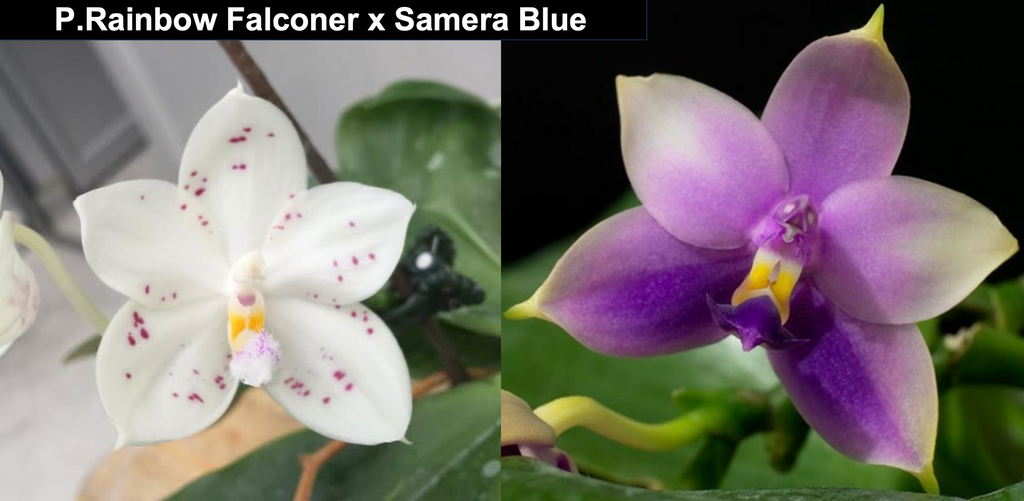 Phalaenopsis Rainbow Falconer x Samera Blue