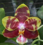 Phal. (Yungho Princess Gelb x Hannover Passion) 'Sandalwood‘ (Mericlone)