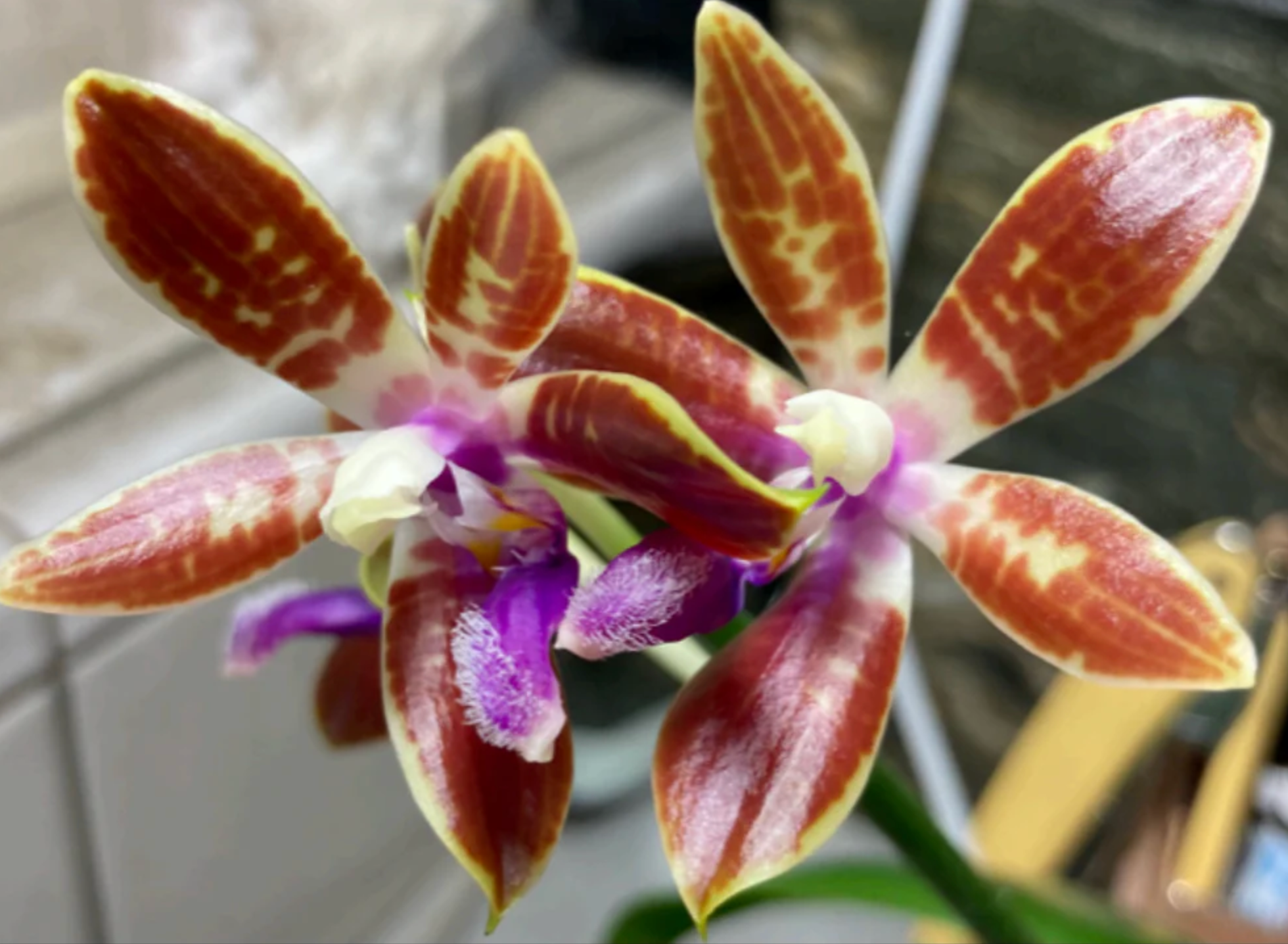 Phalaenopsis corningiana ‘Blue’ (Rare Species) Main image