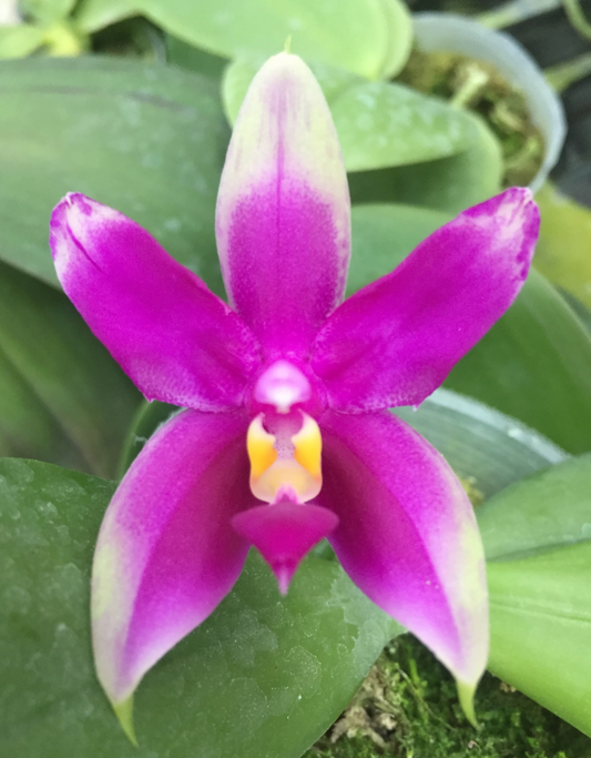 Phalaenopsis bellina 'Burning Butterfly' MC (Rare Species)
