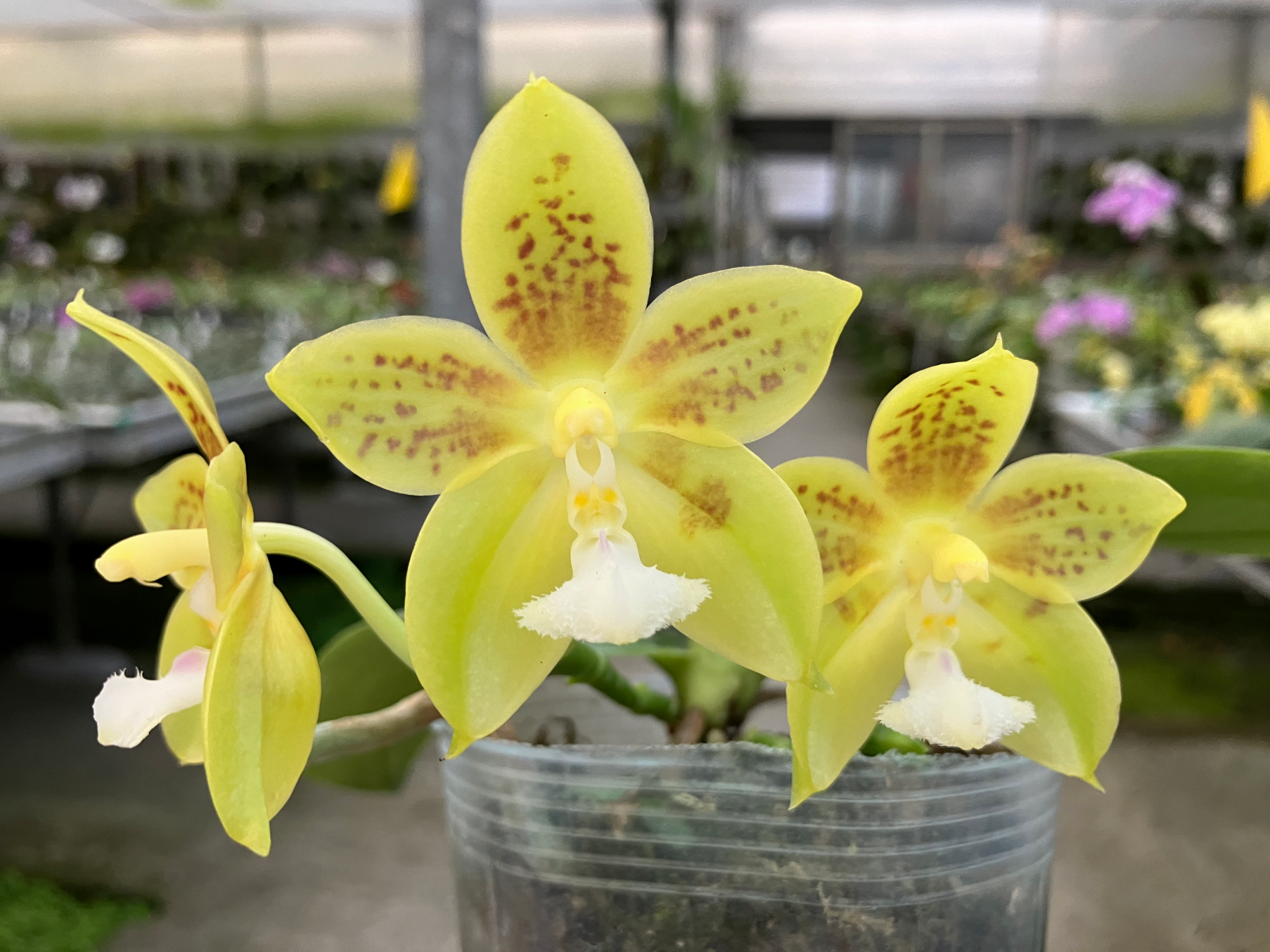 Phal. Joy Green Coral MC Main image