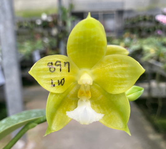 Phal. Joy Green Coral ‘No.3’ MC