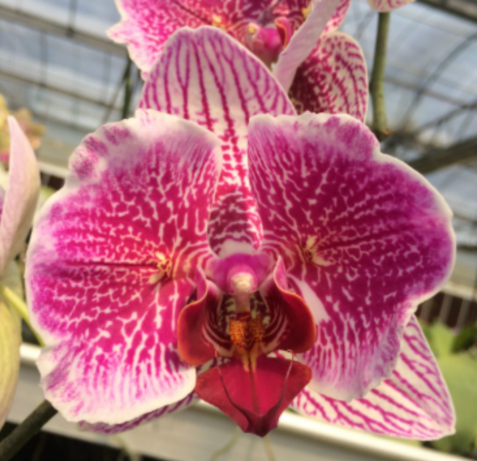 Phal. Joy Precious Coral MC Main image