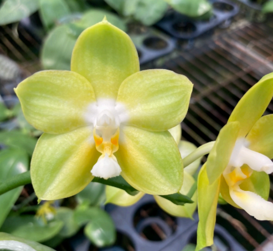 Phal. Joy Spring Canary 'Green 5'