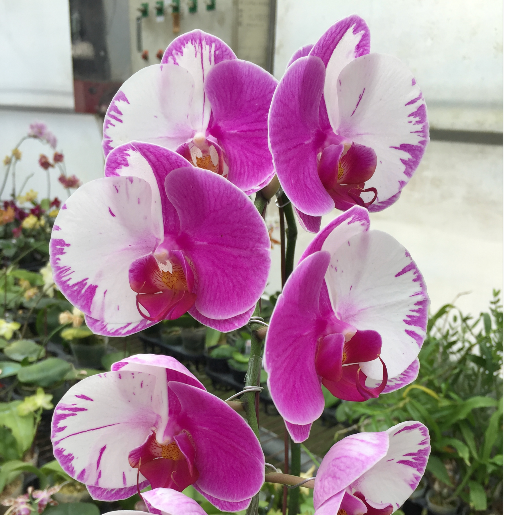 Phal. Lightning ‘Half Sky’ MC Main image