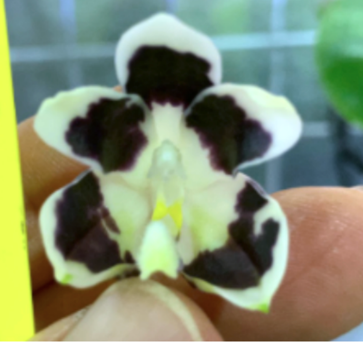 Phal. tetraspis 'Black' MC (Rare Species) Main image