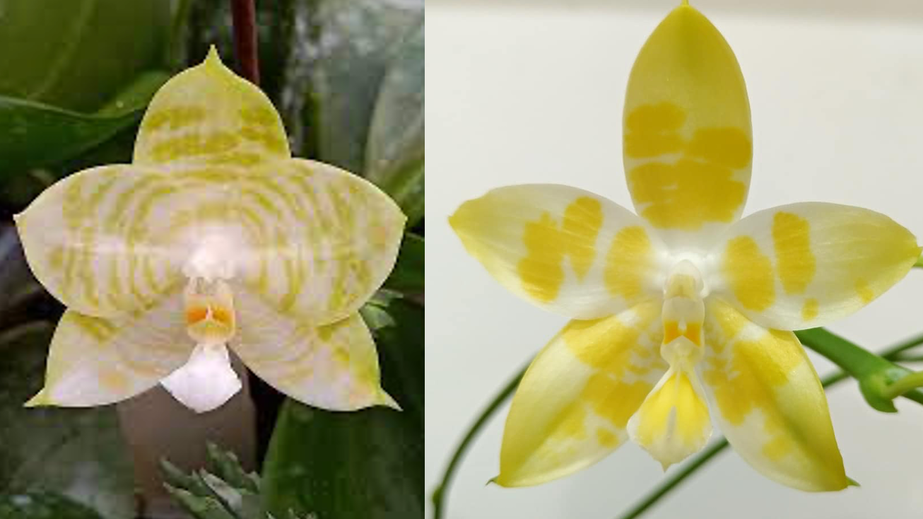Phalaenopsis Mituo Golden Tiger’White Tiger' x [(AL Green Eagle-Miro Hime) x Yaphon Yellow Story] Main image