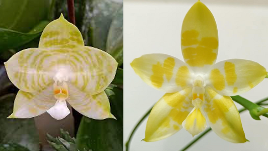 Phalaenopsis Mituo Golden Tiger’White Tiger' x [(AL Green Eagle-Miro Hime) x Yaphon Yellow Story]