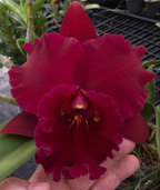 Rlc. Hey Song 'Amazing Thailand' (Special Variety)