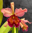 Cattleya dowiana f. rosiata