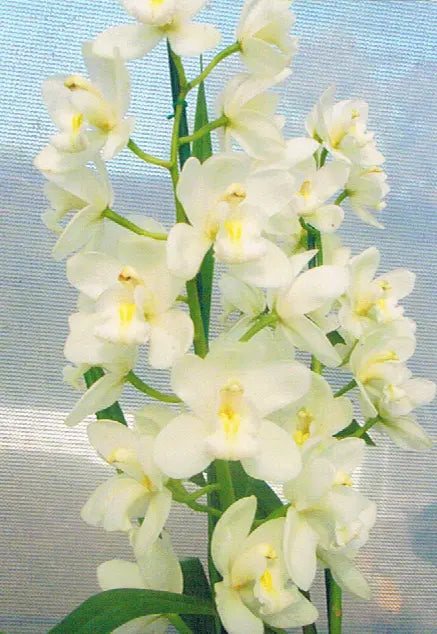 Cymbidium Snow Beauty 'Trinity'