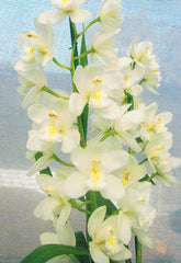 Cymbidium Snow Beauty 'Trinity'