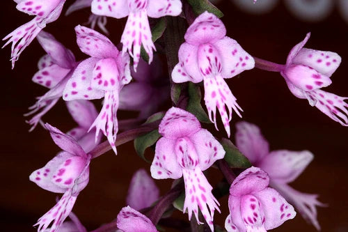 Stenoglottis longifolia  (Species From South Africa)