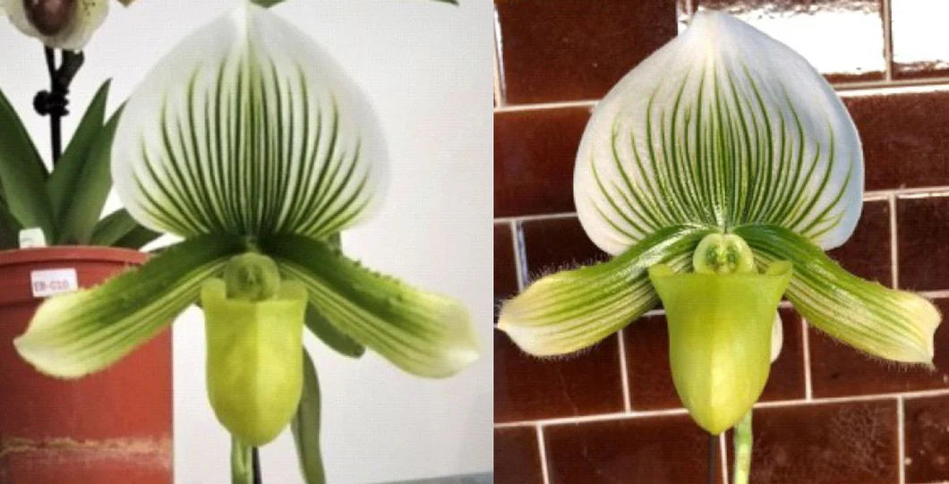 ( IN FLOWER BUDS NOW) Paphiopedilum (In-Charm Silver Bell x Doya Green Prince)