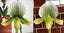 ( IN FLOWER BUDS NOW) Paphiopedilum (In-Charm Silver Bell x Doya Green Prince)