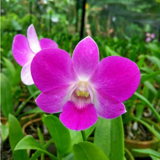 Dendrobium Tanida Pink (Mericlone)