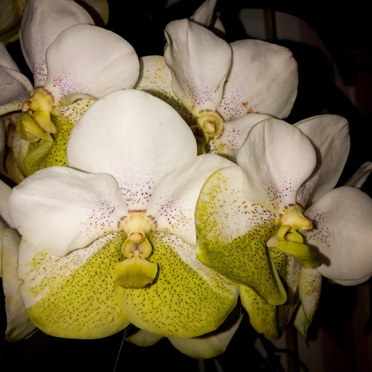 Vanda Nakornsawan Belle x Tubtim Velvet (MC)