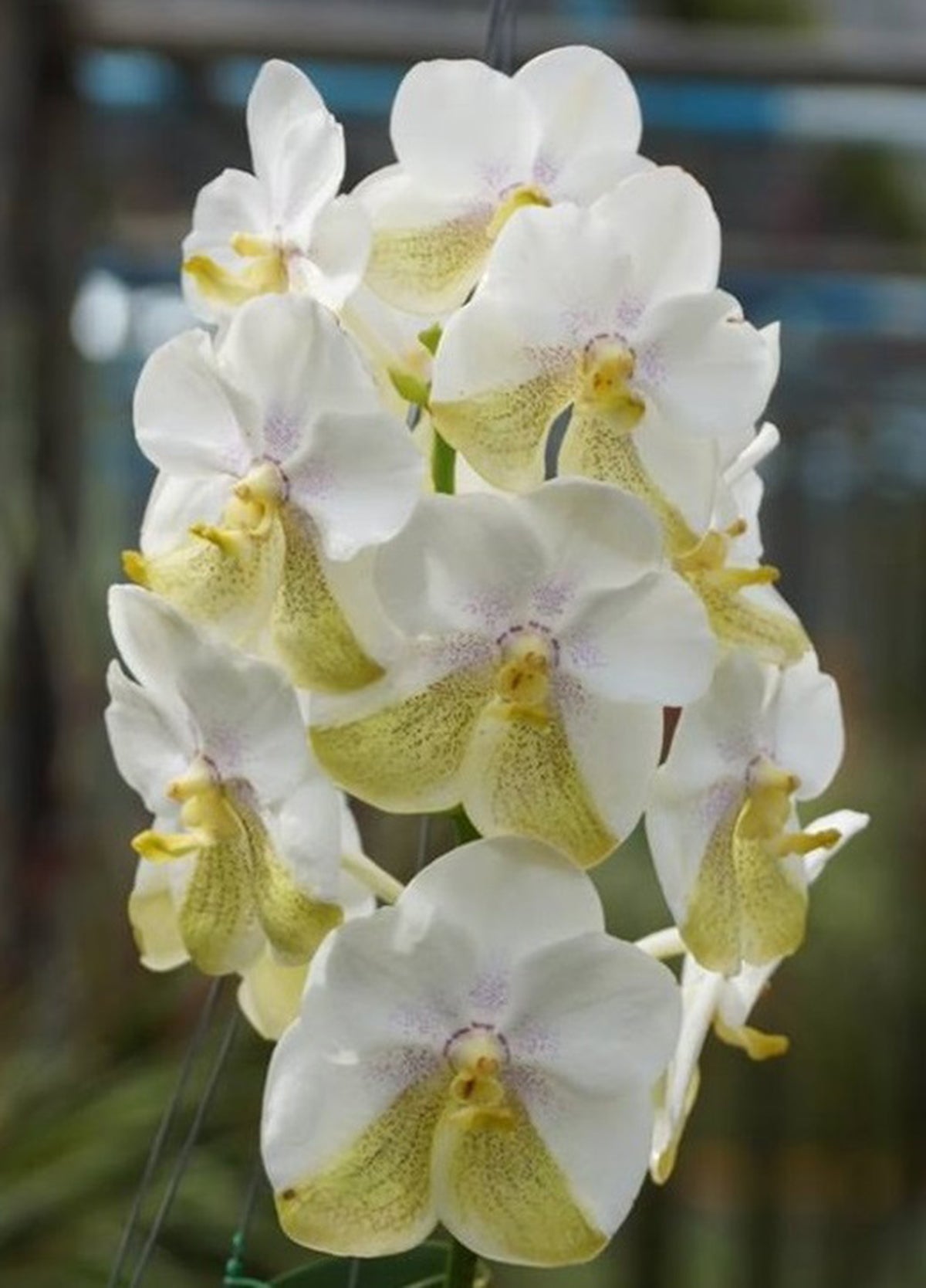 Vanda Nakornsawan Belle x Tubtim Velvet (MC) Secondary image