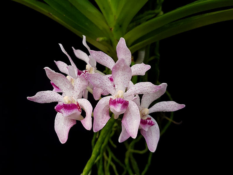 Rhynchostylis gigantea 'Spots' x V. pumila Main image