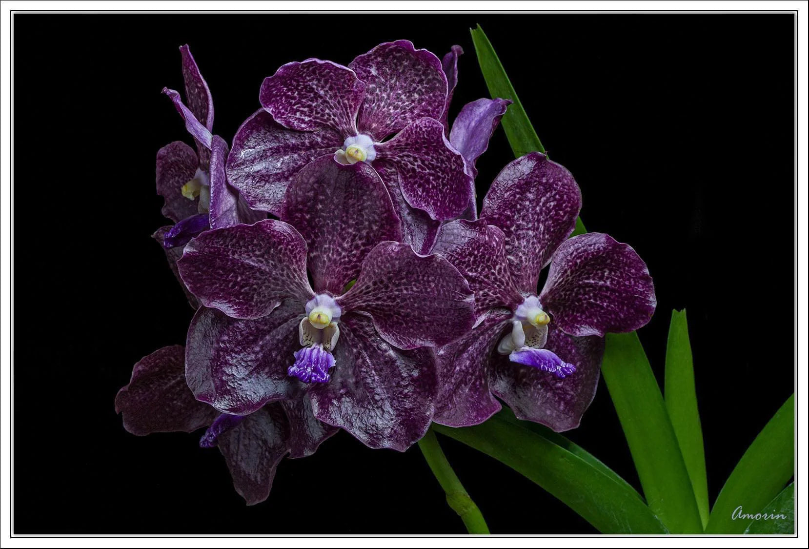 Vanda Corneels Cilliers (Fragrant) Main image
