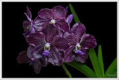 Vanda Corneels Cilliers (Fragrant)