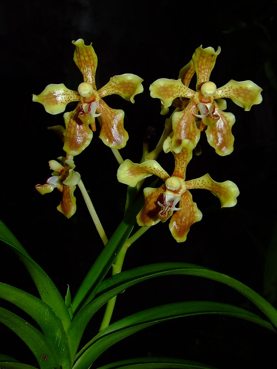 Vanda lindenii (RARE SPECIES) Main image