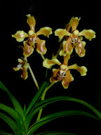 Vanda lindenii (RARE SPECIES)