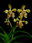 Vanda lindenii (RARE SPECIES)