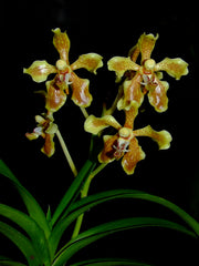 Vanda lindenii (RARE SPECIES)