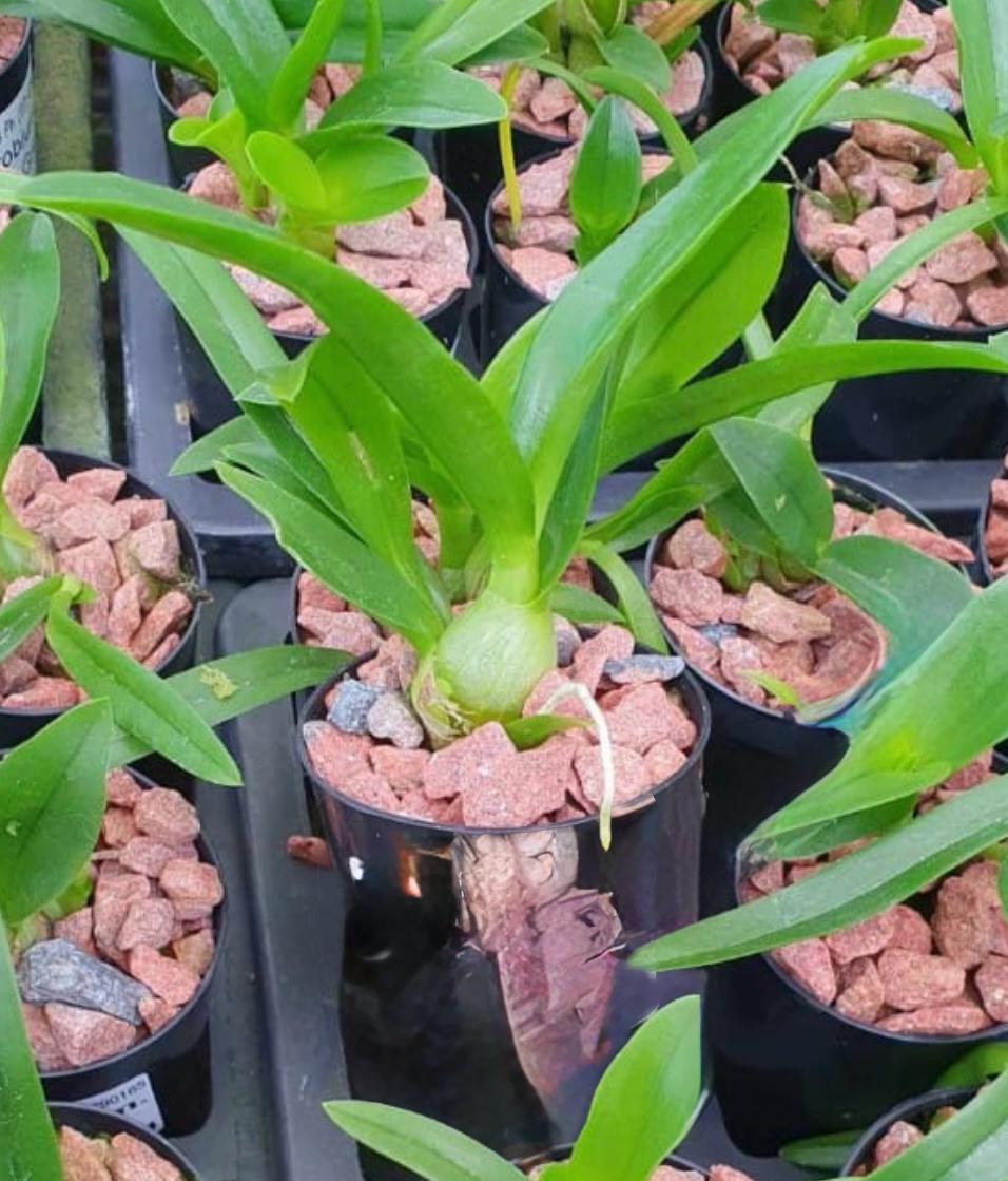 Cycnoches warszewiczii (Fragrant Species)