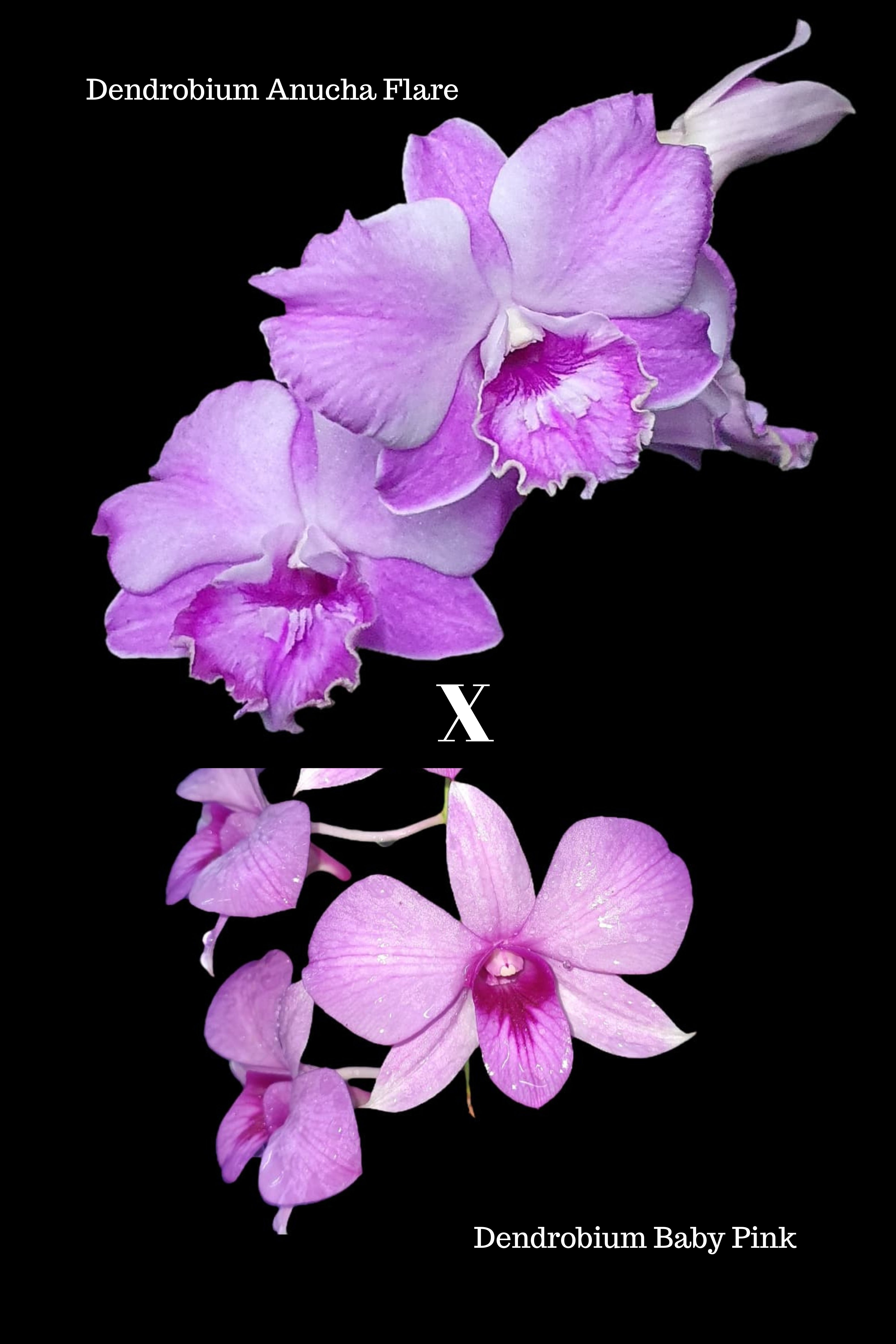 Dendrobium Anucha Flare x  Dendrobium Baby Pink (Hybrid Flask - Conical) ex Taiwan Main image