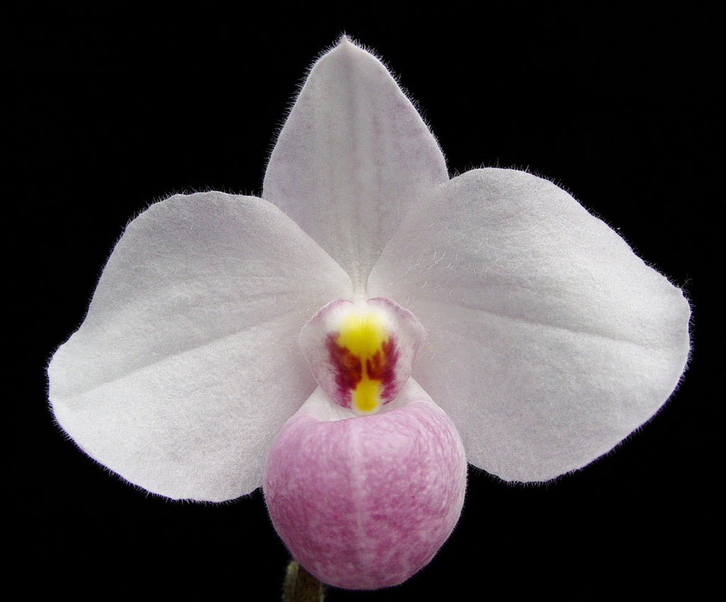 Paph. delenatii (Species Flask - Conical) ex Taiwan
