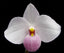 Paph. delenatii (Species Flask - Conical) ex Taiwan