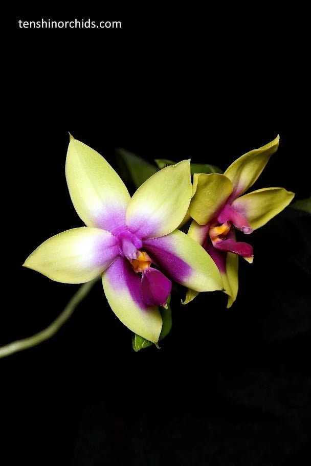 Phalaenopsis bellina (Species - Fire Shape Jiaho Tricolor x 80% Red)