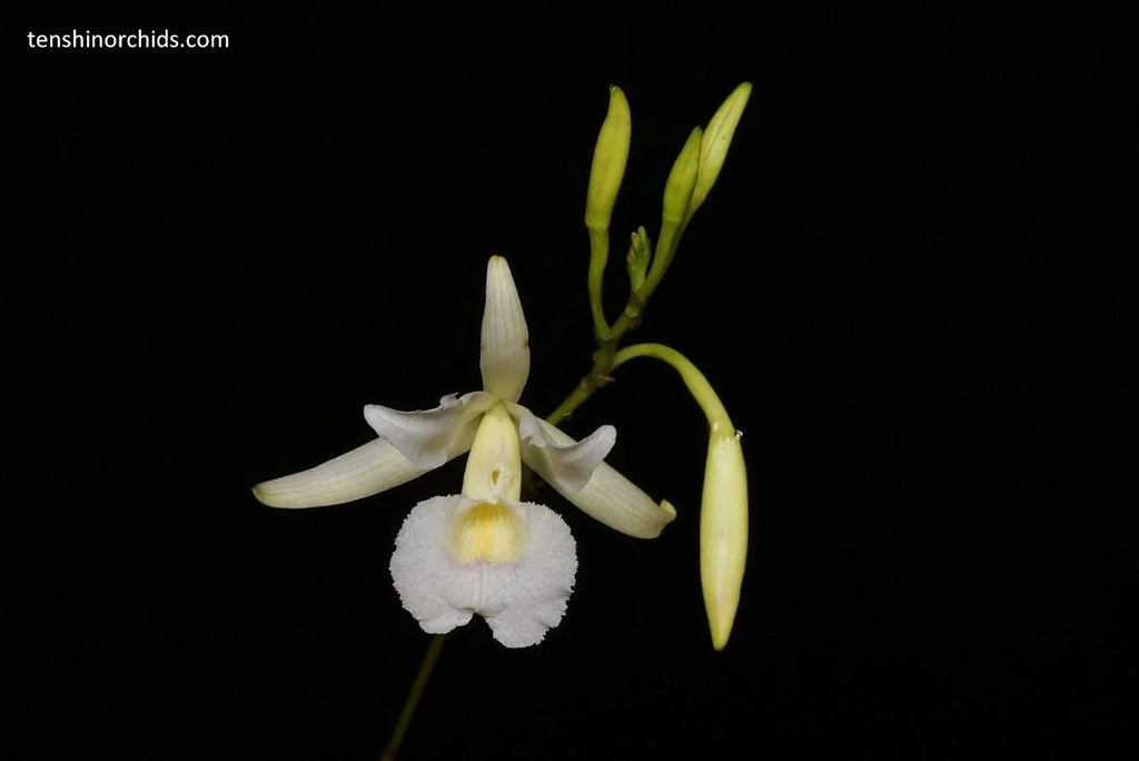 Broughtonia negrilensis (f. semialba x f. tipo) (Species Flask - Conical) ex Taiwan