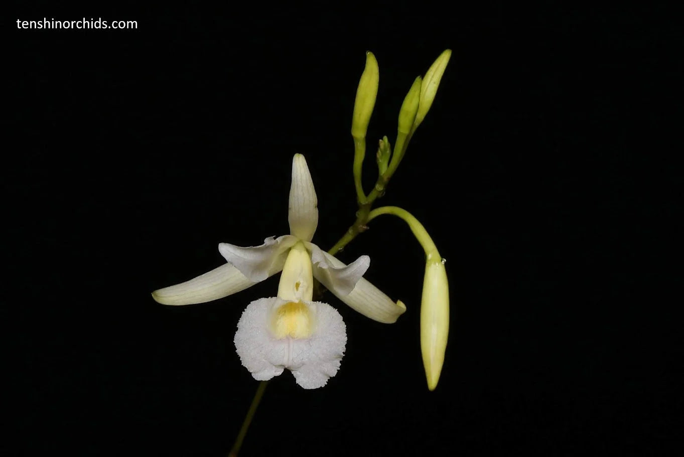 Broughtonia negrilensis (f. semialba x f. tipo) (Species Flask - Conical) ex Taiwan Main image
