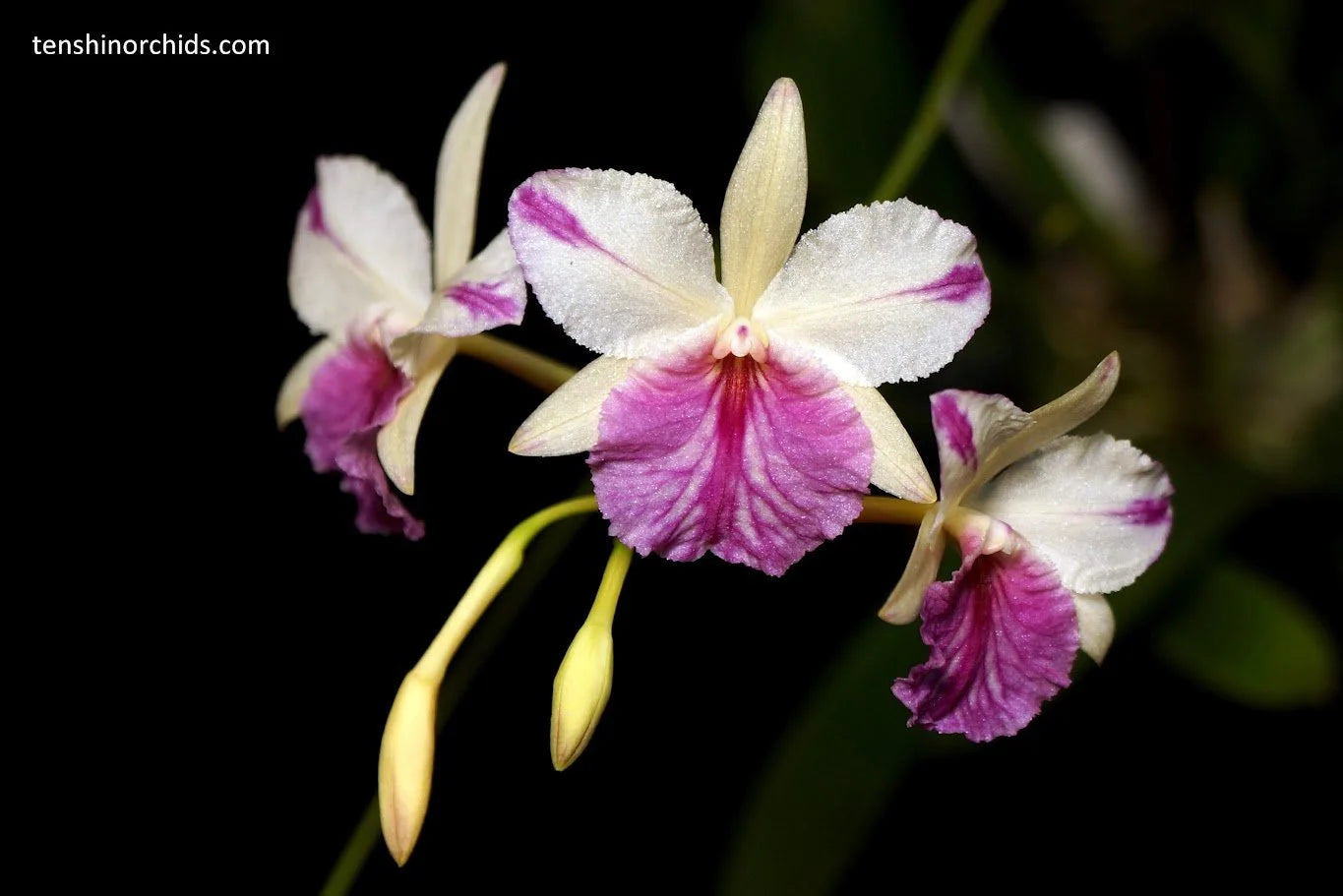Brougtonia sanguinea (Star Splash x aurea) x sib (Species Flask - Conical) ex Taiwan Main image