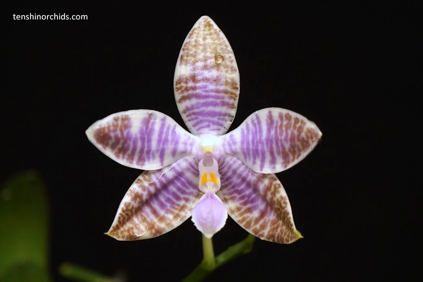 Phalaenopsis lueddemanniana f. coerulea (Species from Philippines) Main image