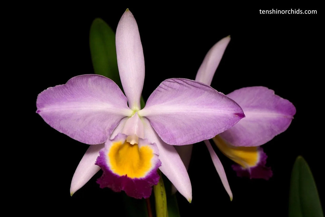 Cattleya eldorado x sib (f. flamea 10182 x BV concolor) (Hybrid Flask - Conical) ex Taiwan Main image