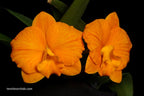 Cattlianthe Candy Ball 'Happy Child' x Cattleya (Red Magic x Beaufort) (Hybrid Flask - Conical) ex Taiwan