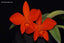 Cattleya Red Doll (MC) (Hybrid Flask - Conical) ex Taiwan