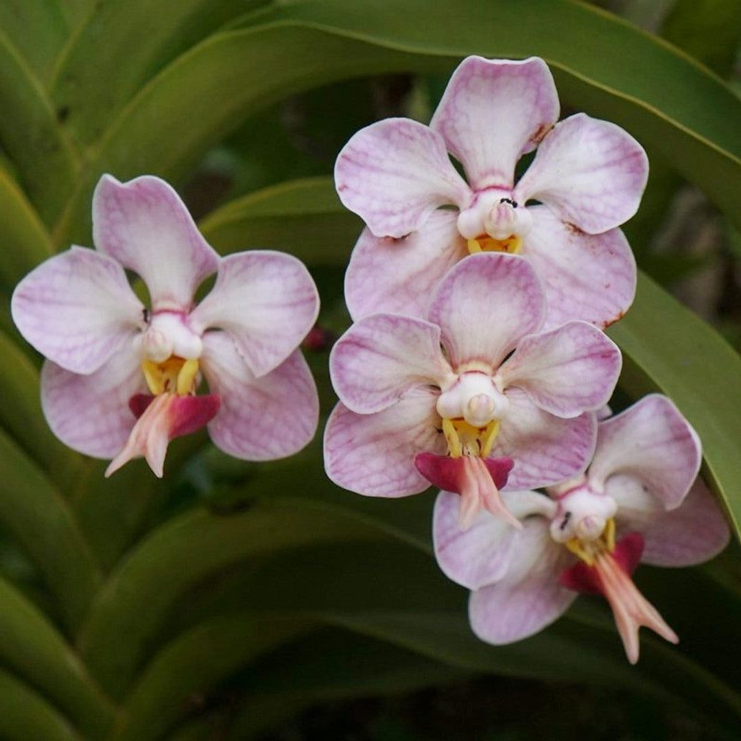 Vanda foetida (Species from Sumatra - Fragrant) Main image