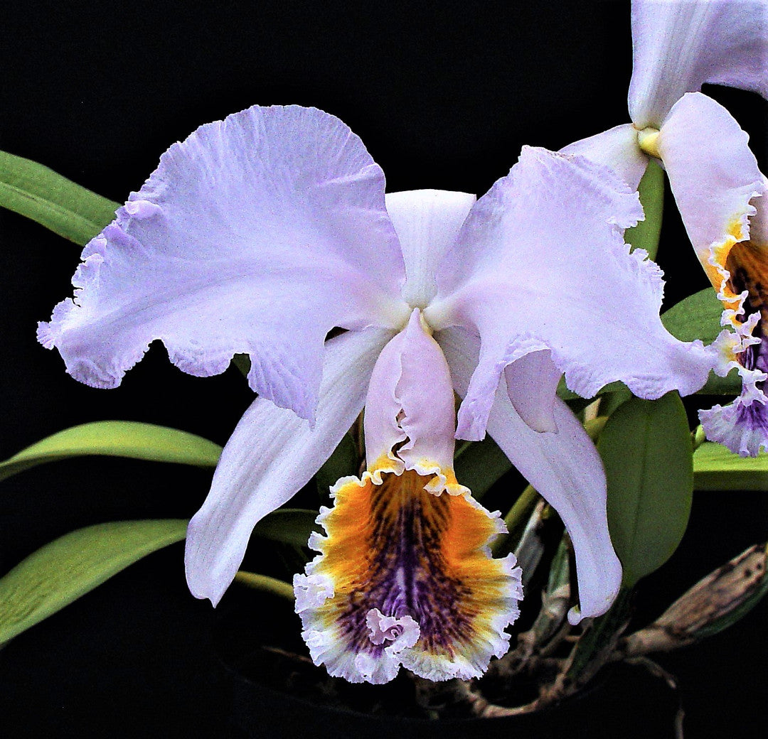 Cattleya mossiae f. coerulea Main image