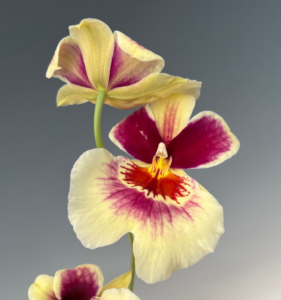 (In Spike Now) Miltoniopsis Banana Fandango 'Faded Memories'