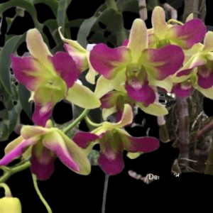 Dendrobium Aridang Blue 3 Lip Main image