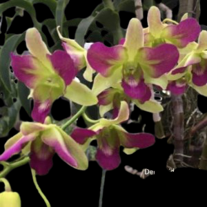 Dendrobium Aridang Blue 3 Lip