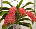 Rhynchostylis gigantea ('Blue' x 'Orange')
