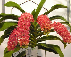 Rhynchostylis gigantea ('Blue' x 'Orange')